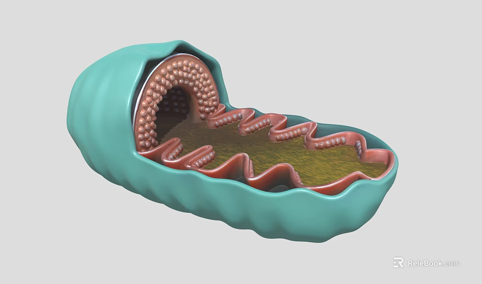 Cellular Organization System Detailed Mitochondria Structure with Cristae and Membrane Layers 3d model 