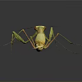 Light Green Mantis with Raptorial Forelegs in Alert Posture against Dark Background with Reflection
