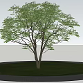 Lush Green Tree With Thick Trunk And Circular Grassy Area Surrounded By Brick Path 3d model