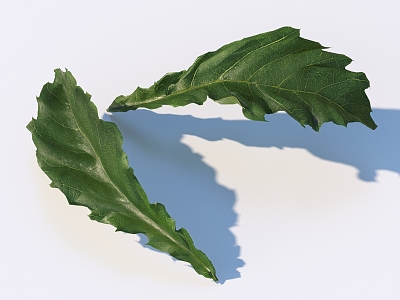 vegetables, vegetable leaves, leaves, food 3d model