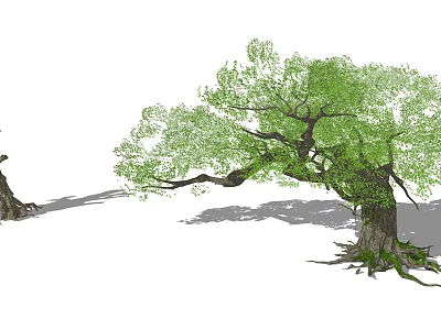 Lush Green Arbor With Thick Trunk Spreading Branches And Exposed Roots 3d model