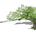 Lush Green Arbor With Thick Trunk Spreading Branches And Exposed Roots