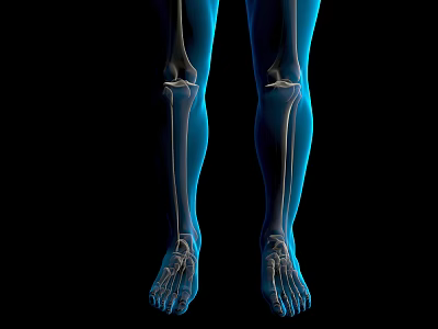 3D Medical Illustration Of Human Lower Extremity Skeletal Structure With Blue Highlight 3d model