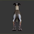 Brown And White Greyhound Dog In Standing Pose With Grey Background And Reflective Surface