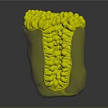 Tooth Organ Internal Structure With Colorful Granular And Microscopic Anatomy Details