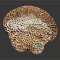 Natural Organ Structure and Hair like Fibers with Brown White Complex Textures