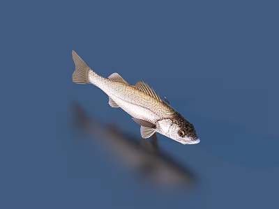 Silver White Fish Swimming in Blue Water with Clear Reflection and Visible Scales 3d model