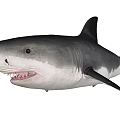 Great White Shark Large Marine Predator With Sharp Teeth And Powerful Body 3d model