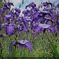 Stunning Purple Iris Flowers Blooming Vibrantly In Lush Green Grass Garden