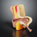 Detailed 3D Medical Model of Human Ear Organ With Hair Follicle Structures Shown
