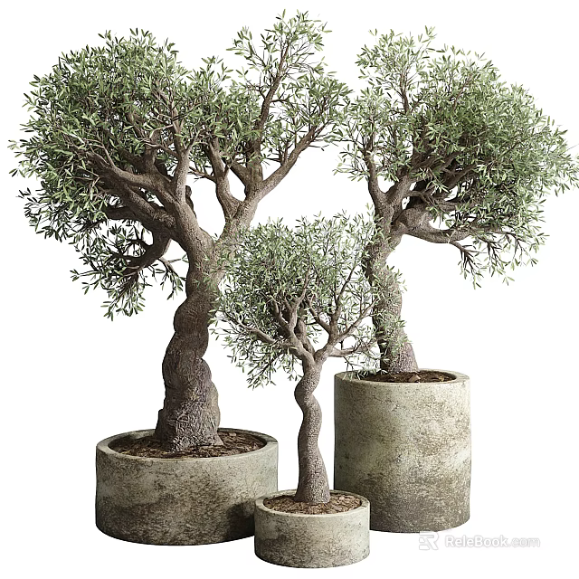 Decorative Bonsai Olive Trees in Concrete Pots with Twisted Trunks and Lush Foliage 3d model 
