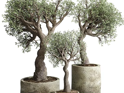 Decorative Bonsai Olive Trees in Concrete Pots with Twisted Trunks and Lush Foliage 3d model