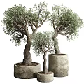 Decorative Bonsai Olive Trees in Concrete Pots with Twisted Trunks and Lush Foliage