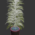 Tall Indoor Potted Plant with Lush Green Leaves in Dark Ceramic Pot