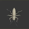 Detailed White Cricket 3D Model Displayed On Gray Background With Reflection