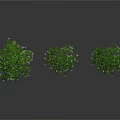 Three Green Leafy Trees of Different Sizes on White Background