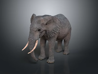 Realistic Gray Elephant Model With Long Ivory Detailed Texture And Standing Pose 3d model