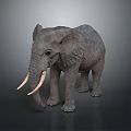 Realistic Gray Elephant Model With Long Ivory Detailed Texture And Standing Pose 3d model