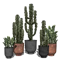 Decorative Bonsai Potted Plants With Cactus And Green Plants In Black Brown Ceramic Pots