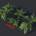 Golden Dog Fern Plants with Lush Green Fronds and Natural Growth