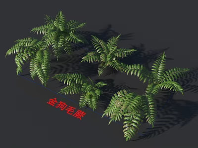 Golden Dog Fern Plants with Lush Green Fronds and Natural Growth 3d model