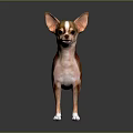 Brown and White Chihuahua Dog Standing Alert on Black Reflective Background with Perked Ears