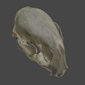 Detailed Animal Skull Showing Teeth And Bone Structure On Dark Background 3d model