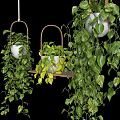 Hanging Basket Plants with Lush Trailing Green Leaves and Dense Foliage
