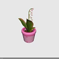Butterfly Hovering Near Pink Flower Pot With Lily Of The Valley Blooms