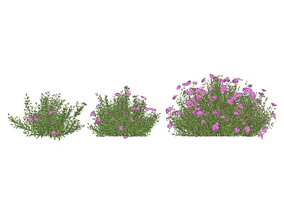 Modern shrub rock rose 3d model