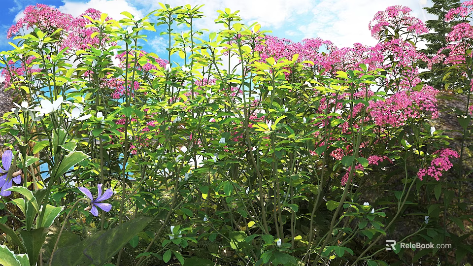 Thriving Shrub Plants with Pink Blossoms and Lush Green Foliage in Outdoor Garden 3d model 