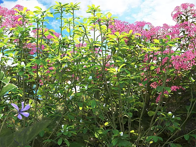 Thriving Shrub Plants with Pink Blossoms and Lush Green Foliage in Outdoor Garden 3d model