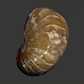 Nautilus Spiral Shell With Orange And White Texture On Dark Background