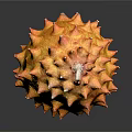 Ripe Kiwano Fruit With Orange Yellow Color And Spiky Surface On Black Background