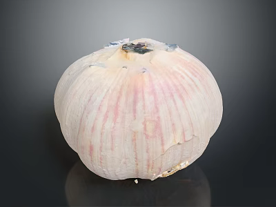 Natural Organic Fresh Whole Garlic Bulb With Purple Stripes On Black Background 3d model