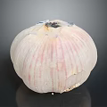 Natural Organic Fresh Whole Garlic Bulb With Purple Stripes On Black Background