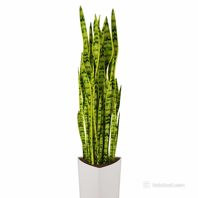 Tall Snake Plant Bonsai With Green Yellow Striped Leaves In White Pot 3d model 