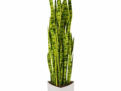 Tall Snake Plant Bonsai With Green Yellow Striped Leaves In White Pot 3d model