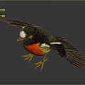 Black Winged Bird with White Head Patch and Red Chest Flying Against Gray Background 3d model
