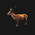Realistic 3D Brown Deer With Antlers Standing On Black Background 3d model