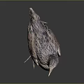 Detailed Gray and Brown Bird Standing on Gradient Gray to Black Background