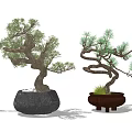 Two Bonsai Trees With Curved Branches In Gray And Brown Decorative Pots