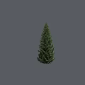 Single Tall Arbor Tree With Upright Trunk And Dense Foliage On Gray Background