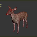 Realistic 3D Deer Model With Brown Body White Legs Standing On Dark Background