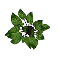 Fresh Potted Plant With Large Green Leaves In White Ceramic Pot