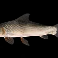 Silver Freshwater Fish With Streamlined Body Scales Fins And Tail On Black Background