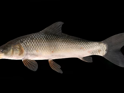 Silver Freshwater Fish With Streamlined Body Scales Fins And Tail On Black Background 3d model