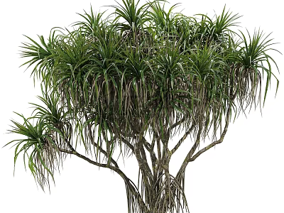 Elegant Tall Tropical Tree With Long Green Leaves And Clustered Branches 3d model