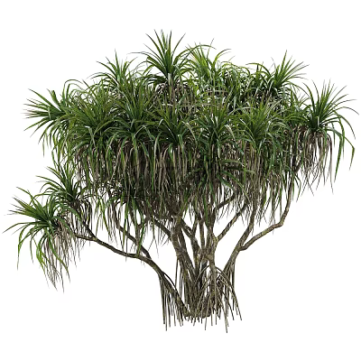 Elegant Tall Tropical Tree With Long Green Leaves And Clustered Branches 3d model