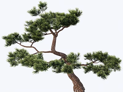 Curved Trunk Pine Tree With Lush Green Needles For Landscape Decoration 3d model